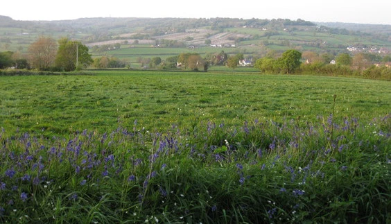 Bluebells and apple blossom