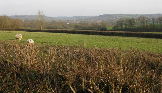 Hemyock from Culm Davy