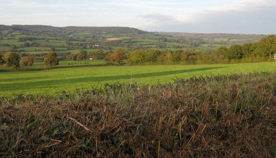 Culm Davy from the south west