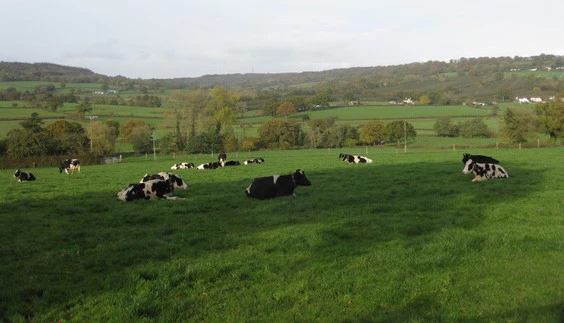 Cows by the Culmstock Road