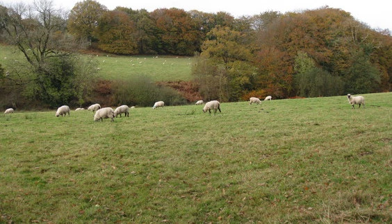 Sheep at Lickham